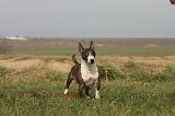 BULL TERRIER MINIATURE 341